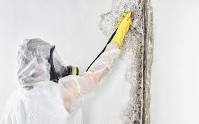 Mold Odor Removal Services in Monmouth, OR